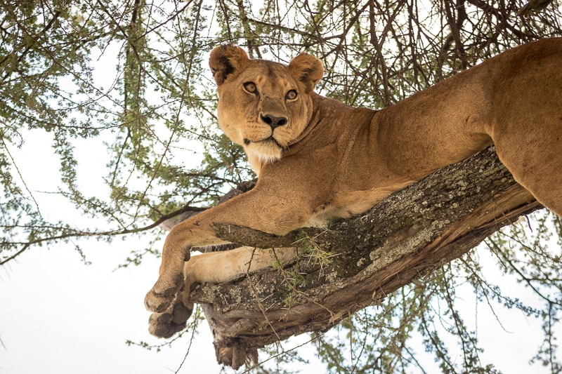 Tanzania Safari