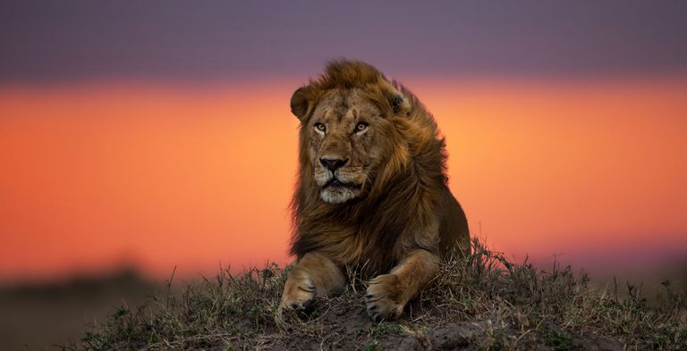 The Big Cats of Serengeti