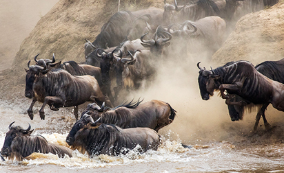 Tanzania Safari Packages