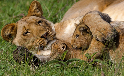 Tanzania Safari Packages