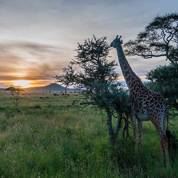 Tanzania Safari Packages