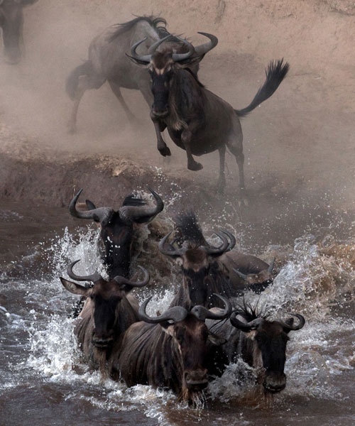 Tanzania Safari Packages