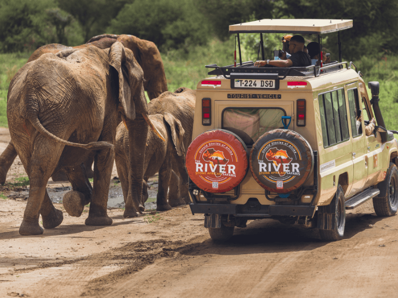 elephantsriverstonesafaris