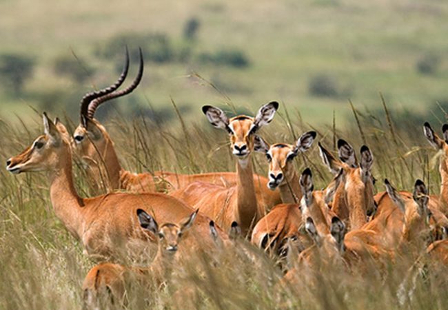 Mikumi National Park