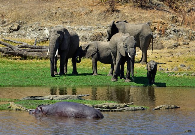 Ruaha National Park