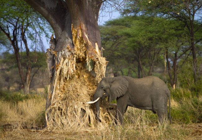 Tarangire National Parak
