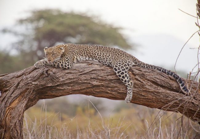Tanzania Safari