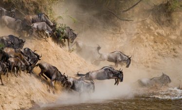 Great Wildbeest Migration