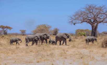 Tanzania Safari Packages