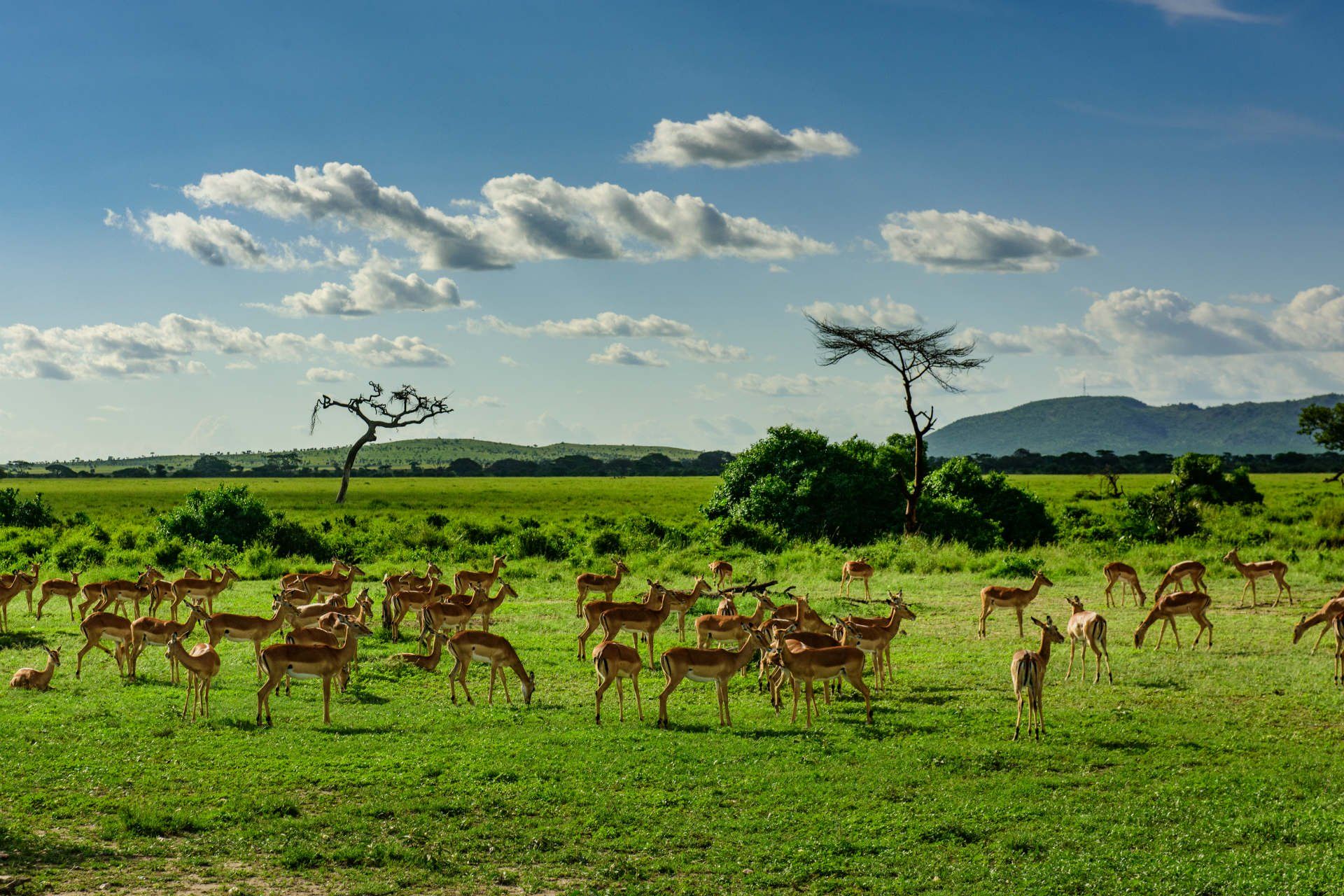 What Things You Can Expect On Your Tanzania Safari? - RiverStone