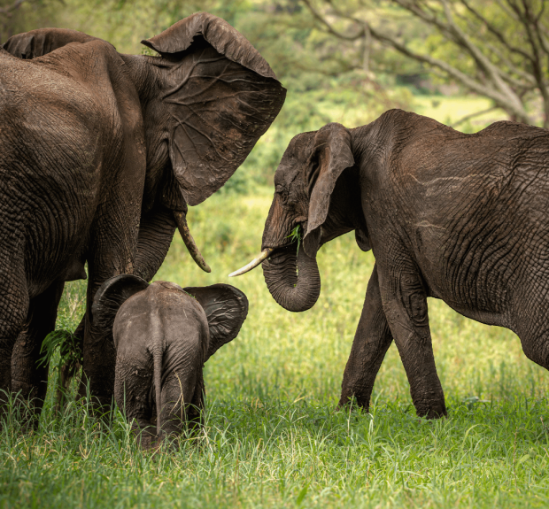 Tarangire National Park