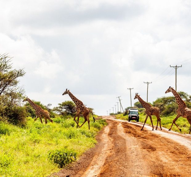 Kilimanjaro National park