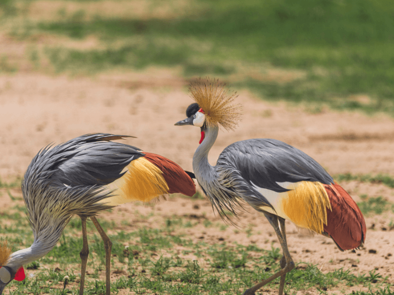 birds