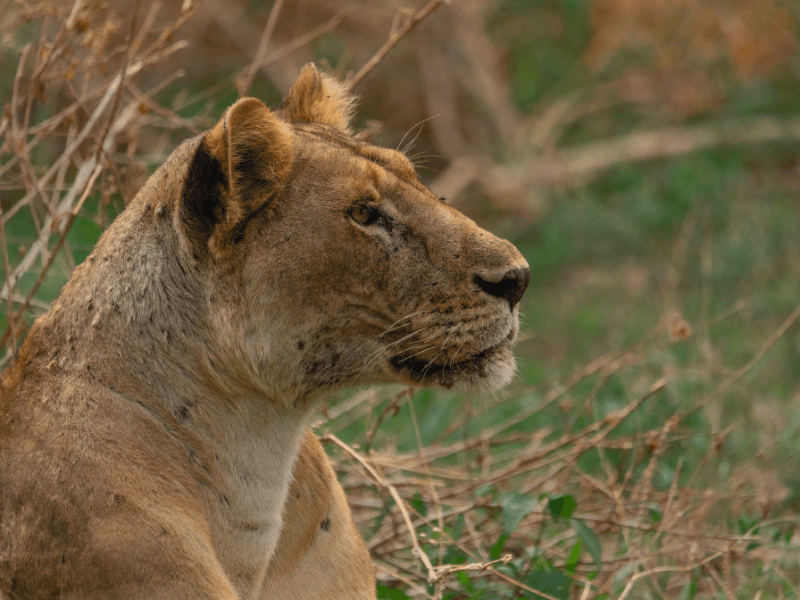 lionriverstonesafaris