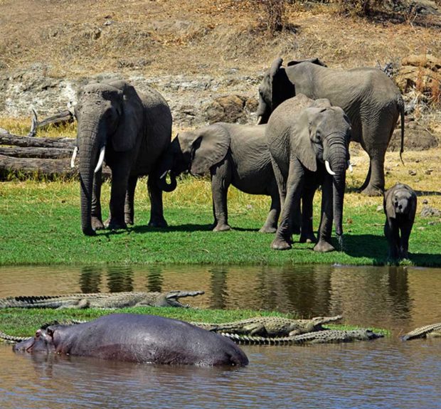 ruaha national park