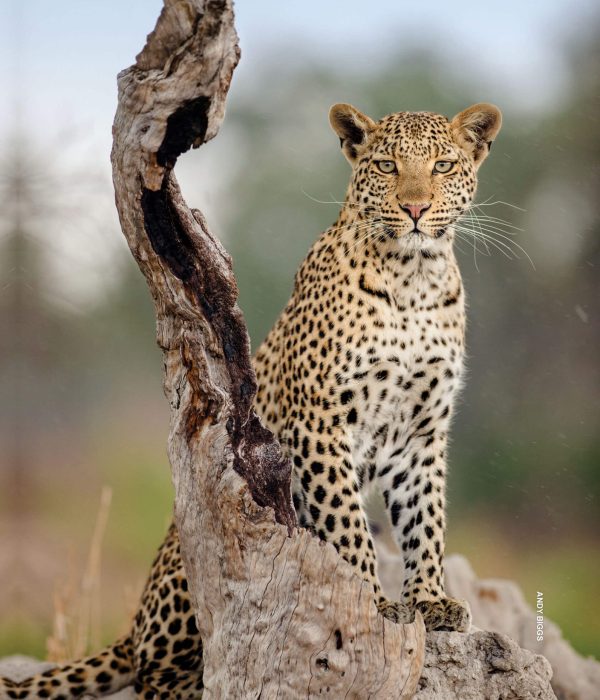 Best Time To Visit Tanzania